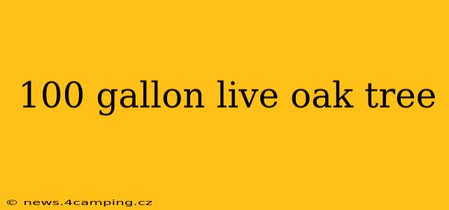 100 gallon live oak tree