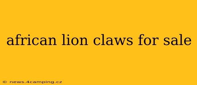 african lion claws for sale