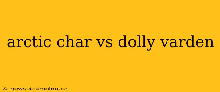 arctic char vs dolly varden