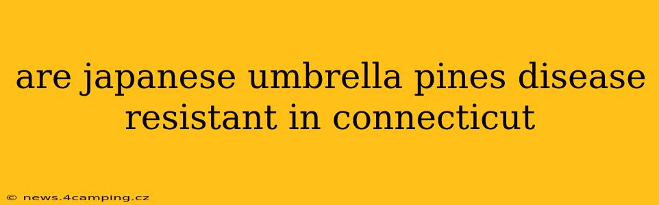 are japanese umbrella pines disease resistant in connecticut