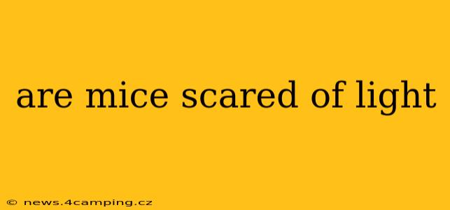 are mice scared of light