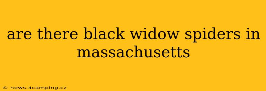 are there black widow spiders in massachusetts