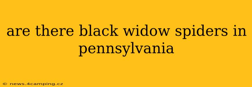 are there black widow spiders in pennsylvania