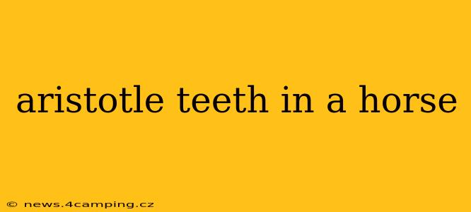 aristotle teeth in a horse