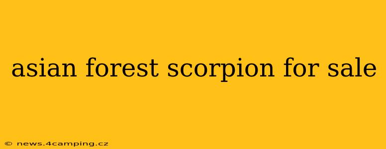asian forest scorpion for sale