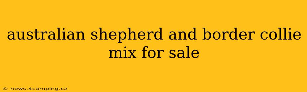 australian shepherd and border collie mix for sale