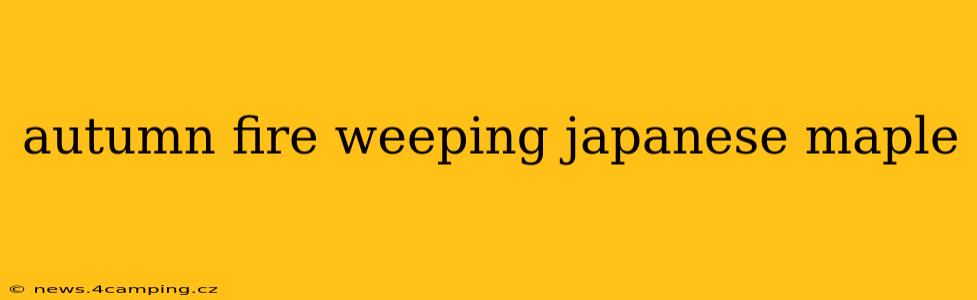 autumn fire weeping japanese maple