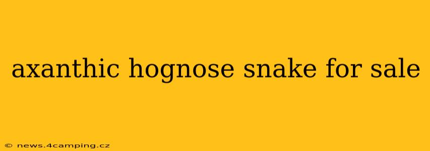 axanthic hognose snake for sale