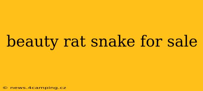 beauty rat snake for sale