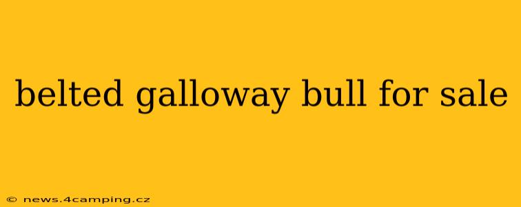 belted galloway bull for sale