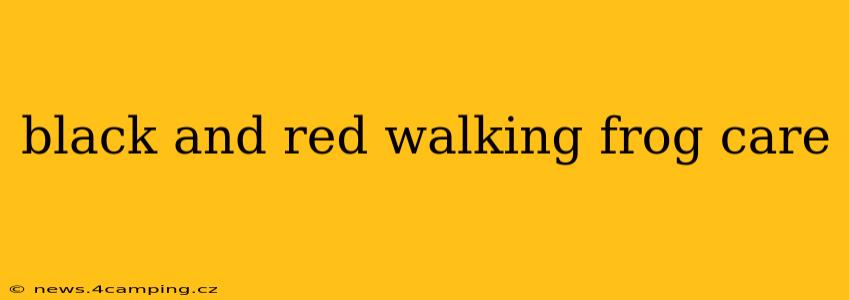 black and red walking frog care