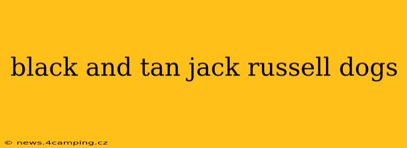 black and tan jack russell dogs