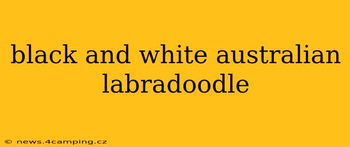 black and white australian labradoodle