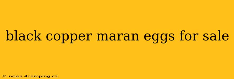 black copper maran eggs for sale