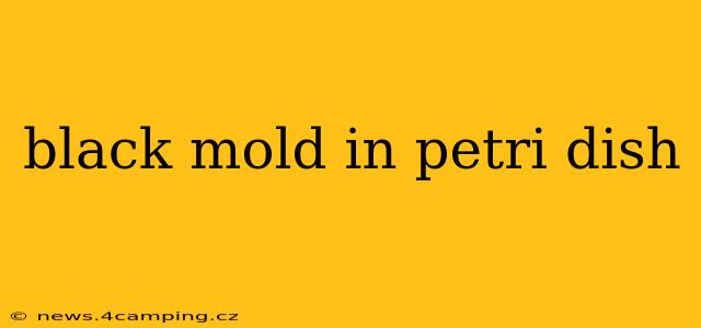 black mold in petri dish
