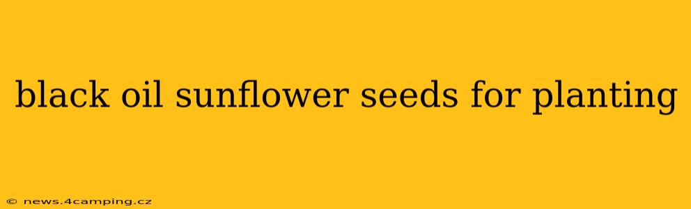 black oil sunflower seeds for planting