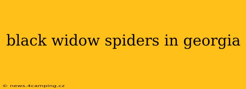 black widow spiders in georgia