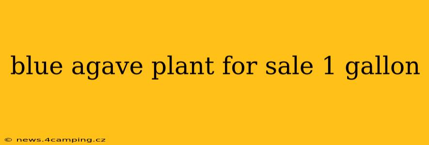 blue agave plant for sale 1 gallon