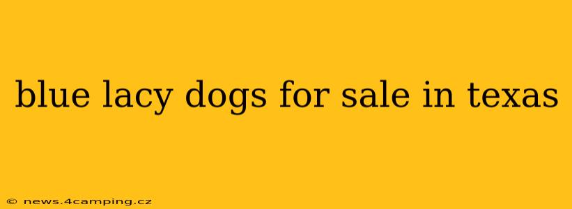 blue lacy dogs for sale in texas