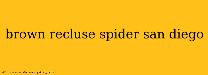 brown recluse spider san diego