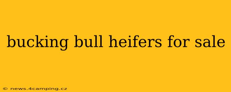 bucking bull heifers for sale