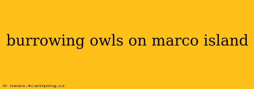 burrowing owls on marco island