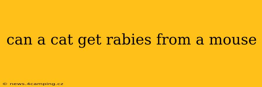 can a cat get rabies from a mouse