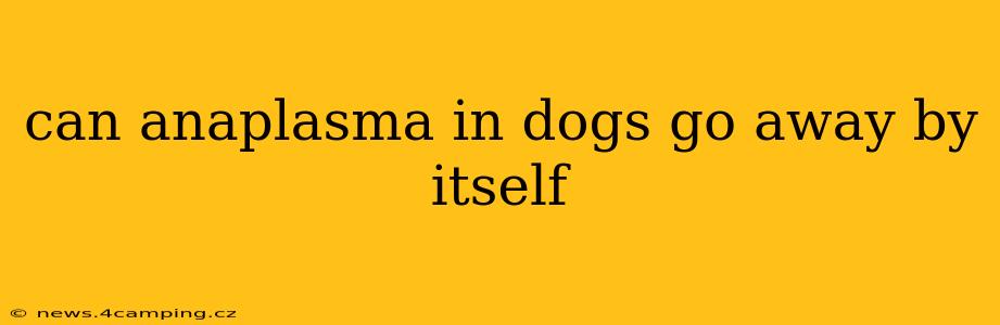 can anaplasma in dogs go away by itself