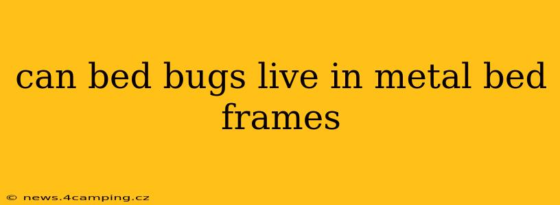 can bed bugs live in metal bed frames