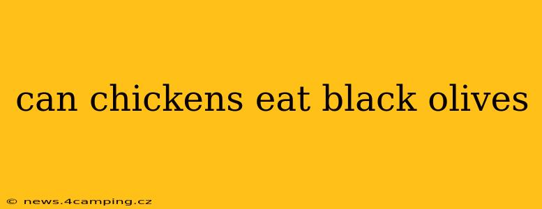 can chickens eat black olives