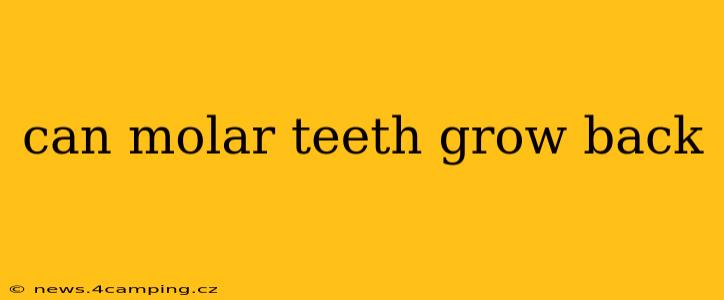 can molar teeth grow back