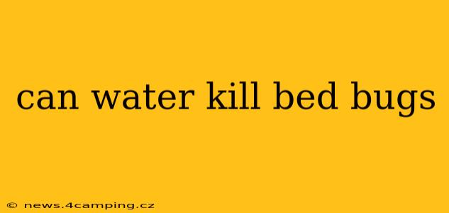 can water kill bed bugs