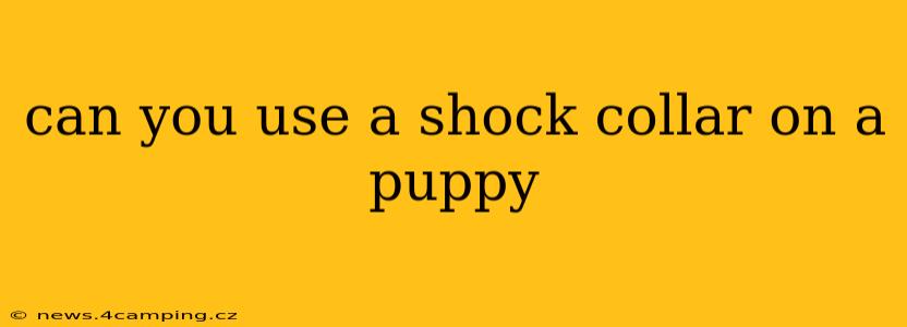 can you use a shock collar on a puppy
