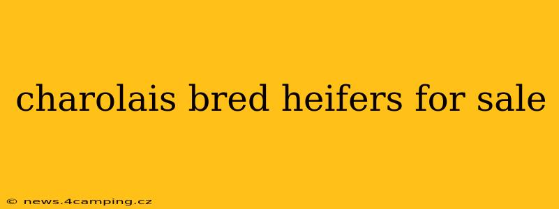 charolais bred heifers for sale