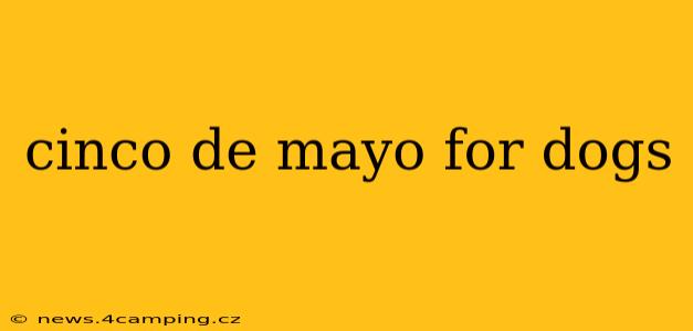 cinco de mayo for dogs