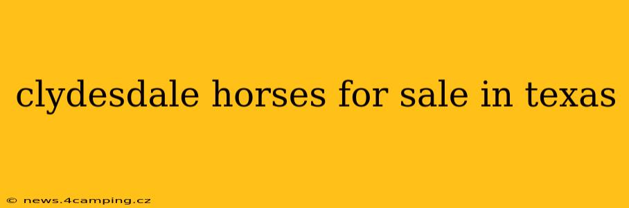 clydesdale horses for sale in texas