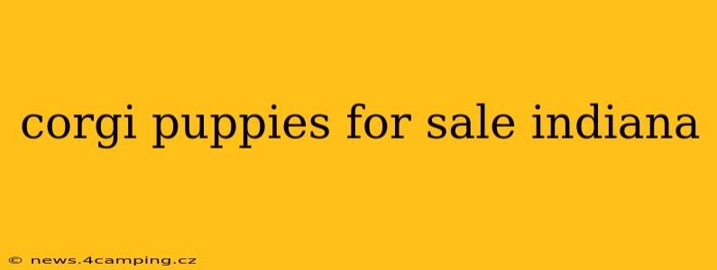corgi puppies for sale indiana