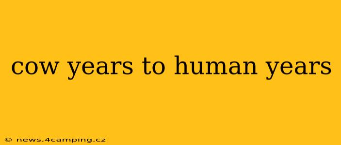 cow years to human years