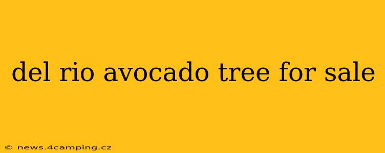 del rio avocado tree for sale