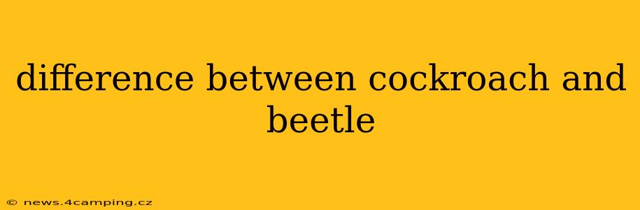 difference between cockroach and beetle