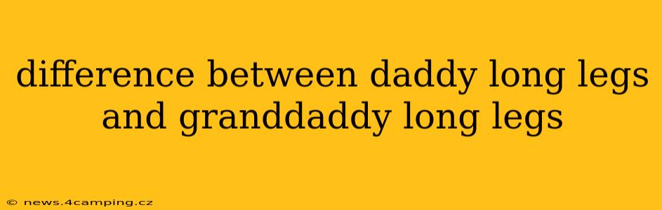 difference between daddy long legs and granddaddy long legs