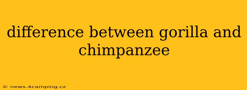 difference between gorilla and chimpanzee