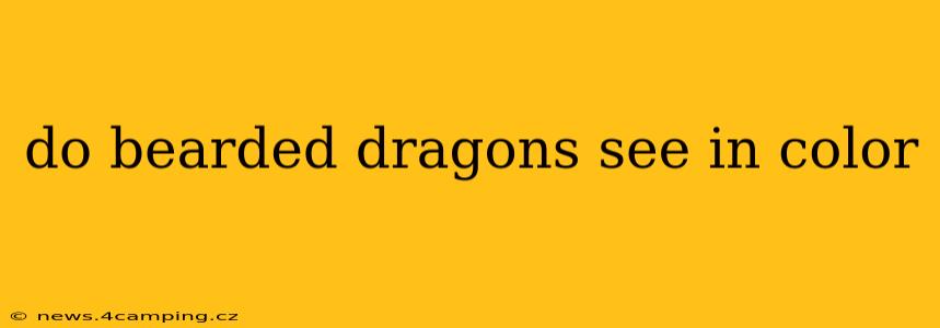 do bearded dragons see in color