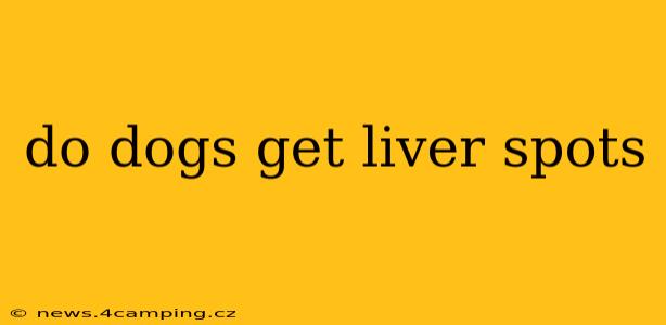 do dogs get liver spots
