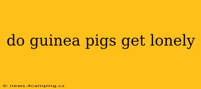 do guinea pigs get lonely