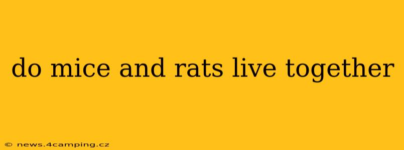 do mice and rats live together