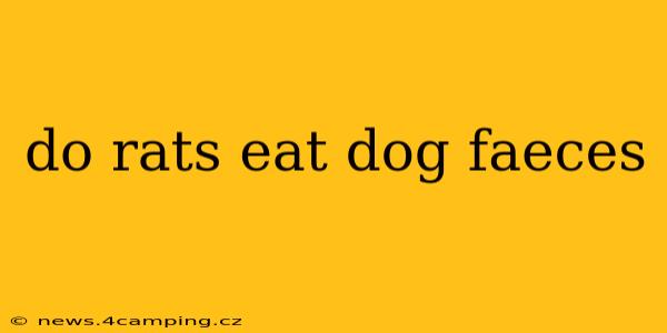 do rats eat dog faeces