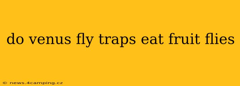 do venus fly traps eat fruit flies