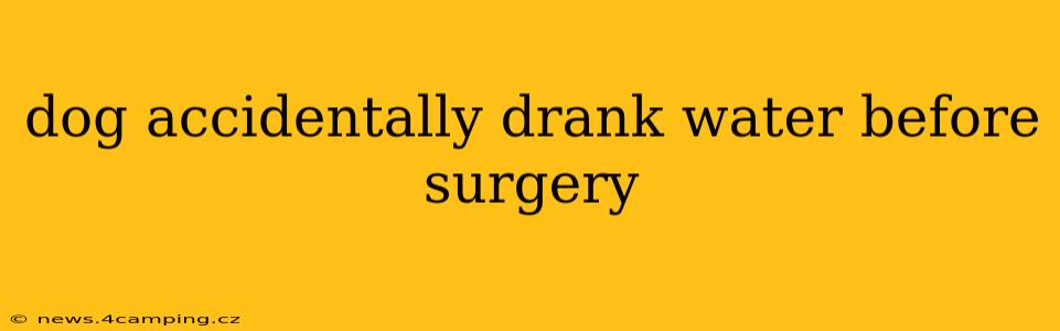 dog accidentally drank water before surgery