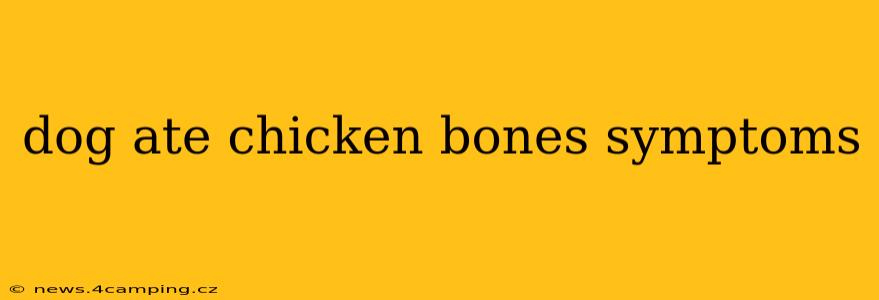dog ate chicken bones symptoms